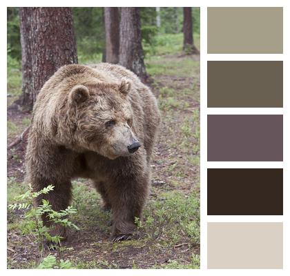 Animal Brown Bear Bear Image